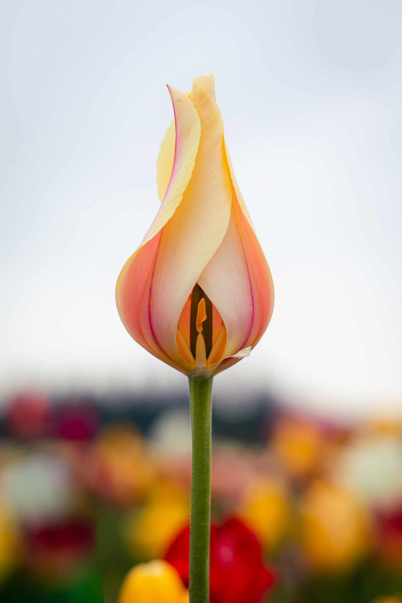 Candlelight Tulip Tulip 1 Scaled